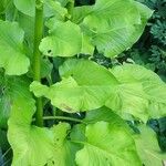 Cardiocrinum giganteum Blatt