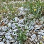 Verbascum orientale Yaprak