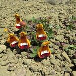 Calceolaria uniflora Flors