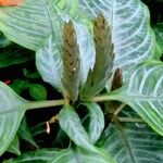 Aphelandra aurantiaca Yeri