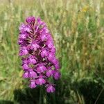 Anacamptis pyramidalisFleur