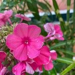 Phlox drummondii Flor