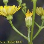 Tolpis santosii Flower