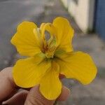 Senna multiglandulosa Flower
