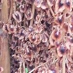 Rheum officinale Fruit