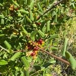 Rhamnus crocea 果實