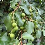 Prunus ilicifolia Fruit