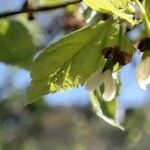 Celtis aetnensis 花