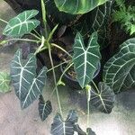 Alocasia micholitziana Φύλλο