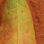 Shirakiopsis elliptica Yaprak