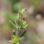 Helianthemum ledifolium Лист