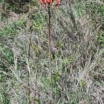 Aloe amudatensis 花