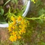 Senecio ampullaceus Кветка