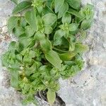 Theligonum cynocrambe Yeri