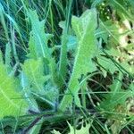 Centaurea benedicta Foglia