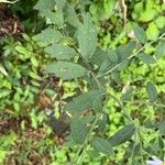 Aster ageratoides Blatt