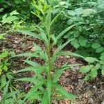 Solidago altissima पत्ता