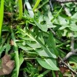 Taraxacum officinale Leaf