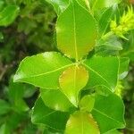 Salix glabra Frunză