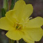 Oenothera stricta Blüte