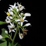 Solanum terminale Blüte