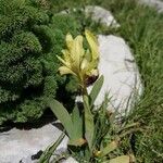 Iris pseudopumila Кветка