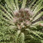 Cirsium foliosum Flower