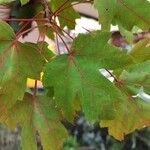 Acer × freemanii পাতা