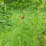 Cosmos parviflorus Fruit