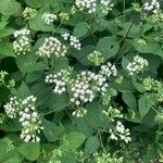 Ageratina aromatica Blomst