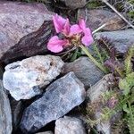 Pedicularis pyrenaica Flower