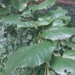 Tilia dasystyla List