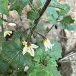 Solanum villosum Cvet