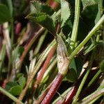 Trifolium pallescens 葉