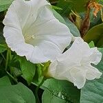 Calystegia silvatica Yeri
