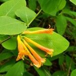 Lonicera ciliosa Flower