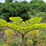 Araucaria biramulata Blatt