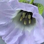 Nicandra physalodes Blüte