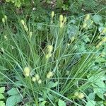 Carex squarrosa Цвят