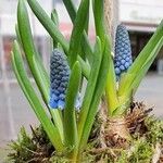 Muscari botryoides Hoja