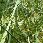 Peucedanum oreoselinum Habit