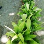 Aspidistra lurida List