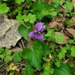 Viola × melissifolia Flower