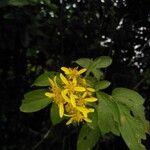 Bidens reptans Flower