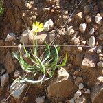 Scorzonera humilis Hábito