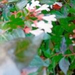 Abelia x grandiflora Flor