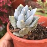 Pachyphytum bracteosum পাতা