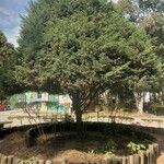 Cupressus lusitanica Агульны выгляд