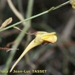Kickxia scoparia Fula