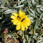 Scorzonera caespitosa 花